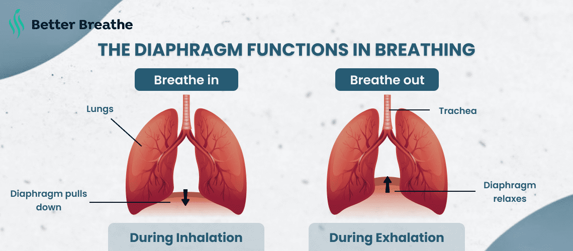 Diagram Showing Diaphragm Function in Breathing Exercise