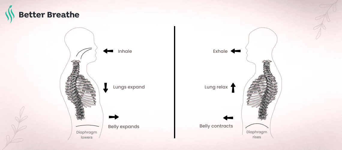 Best Diaphragmatic Exercise for retrain Your Breathe